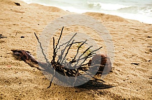 Sprouted coconut on sand