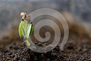 Sprouted cucumber seeds - extrem close up photo