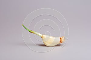 Sprouted garlic