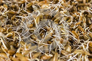 Sprouted grains of rye