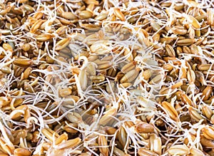 Sprouted grains of rye