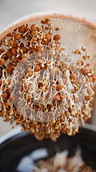 Sprouted gram beans in the colander