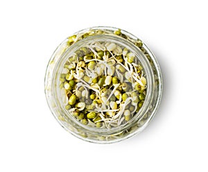 Sprouted green mung beans. Mung sprouts