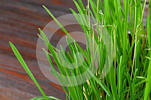 Sprouted green oats in the form of grass at home.