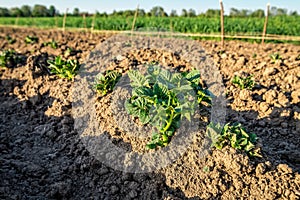 Sprouted green potato bush on the field