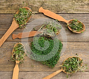 Sprouted green sprouts of chia, arugula and mustard in a wooden spoon on a gray background from old boards, top view