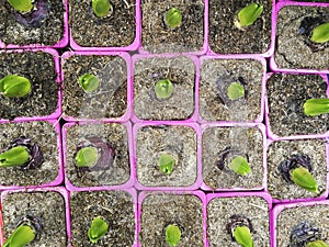 Sprouted group of bulbous plants, hyacinths, tulips in pots , in the shop , in the greenhouse,flat lay