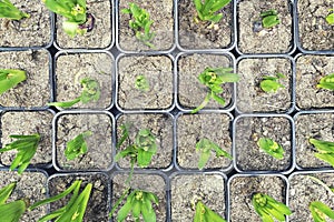 Sprouted group of bulbous plants, hyacinths, tulips in pots , in the shop , in the greenhouse,flat lay