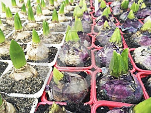 Sprouted group of bulbous plants, hyacinths, tulips in pots , in the shop , in the greenhouse,flat lay