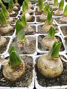 Sprouted group of bulbous plants, hyacinths, tulips in pots , in the shop , in the greenhouse,flat lay