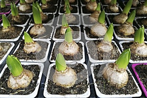 Sprouted group of bulbous plants, hyacinths, tulips in pots , in the shop , in the greenhouse,flat lay