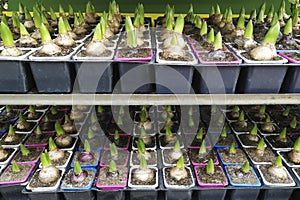 Sprouted group of bulbous plants, hyacinths, tulips in pots , in the shop , in the greenhouse,flat lay