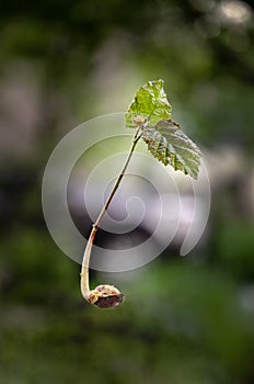 Sprouted hazelnut on a blurred green background.