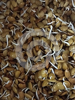 Sprouted horse gram