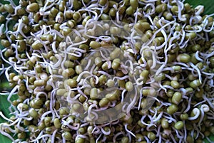 Sprouted moong, mung or green gram