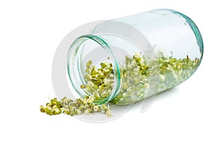 Sprouted mung bean in a glass jar on a white