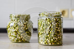 Sprouted mung beans in glass decoys in the kitchen. photo