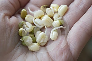 Sprouted mung beans in palm