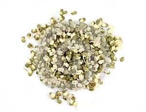 Sprouted mungo beans isolated on white. Super food.