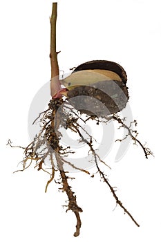 Sprouted oak acorn with root isolated on white