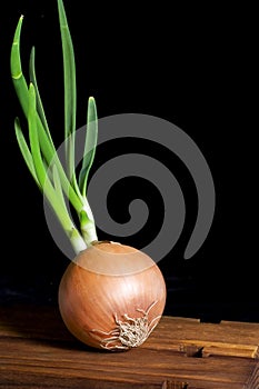Sprouted Onion