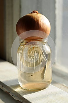 Sprouted onion