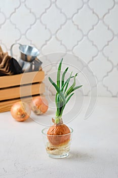 Sprouted onion head with green shoots and roots in a glass bowl on a light concrete background. Vegetable garden on the windowsill