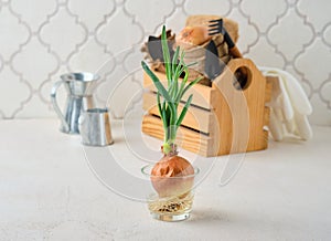Sprouted onion head with green shoots and roots in a glass bowl on a light concrete background. Vegetable garden on the windowsill