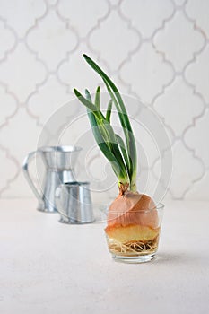 Sprouted onion head with green shoots and roots in a glass bowl on a light concrete background. Vegetable garden on the windowsill