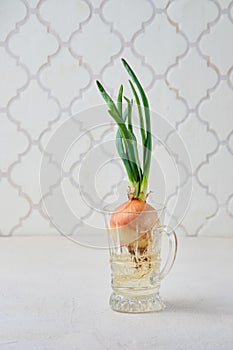 Sprouted onion head with green shoots and roots in a glass bowl on a light concrete background. Vegetable garden on the windowsill