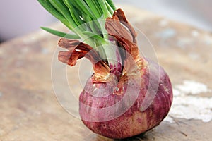 Sprouted onion