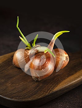 Sprouted onion