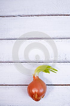 Sprouted orange onion and not planted in soil, closeup on wood backround