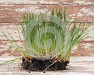 Sprouted Organic Fresh Green Wheat Grass in soil. Triticum aestivum. Healthy concept
