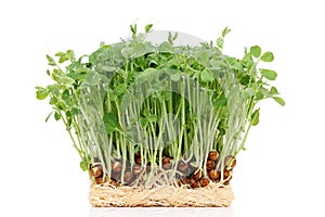 Sprouted pea with roots photo