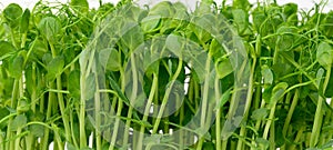 Sprouted pea seeds, microgreens for salad, detox