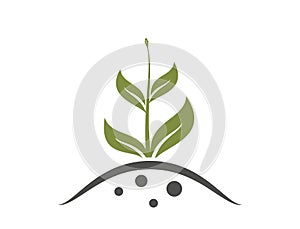 sprouted plant with bud. gardening, planting and growing symbol