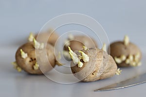 Sprouted potato. Shot on white background