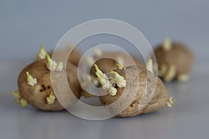 Sprouted potato. Shot on white background