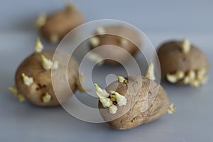 Sprouted potato. Shot on white background