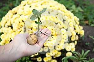 Sprouted potato tuber with green leaves in woman`s hand