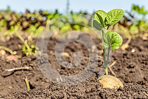 Sprouted potato tuber. Green shoots of potato seed on the background of the plantation.