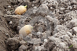 Sprouted potato tubers lie in a dug-out pit. It`s planted in the spring