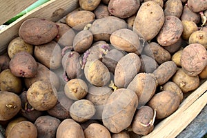 Sprouted potato tubers Solanum tuberosum L. in a box