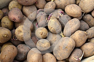 Sprouted potato tubers Solanum tuberosum L. for planting. Background