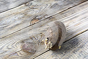 Sprouted potato on a wooden background rustic style