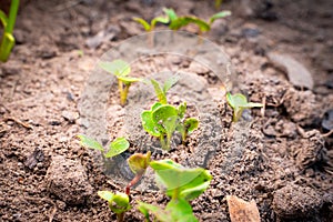 Sprouted radish close-up. Small green germinal leaves in vegetable garden soil