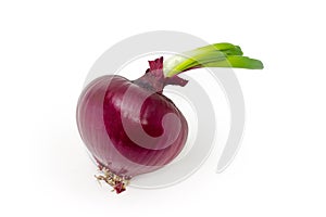 Sprouted red onion bulb on a white background