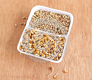 Sprouted and Regular Horse Gram photo