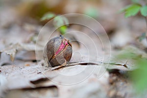 Sprouted seed acorn